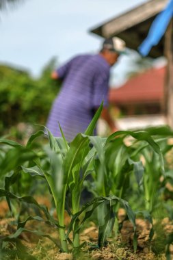 Muadzam Şah, Malezya - 30 Temmuz 2020: 64 yaşındaki sakal çiftçisi mısır tarlasında çalışıyor.