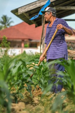 Muadzam Şah, Malezya - 30 Temmuz 2020: 64 yaşındaki sakal çiftçisi mısır tarlasında çalışıyor.