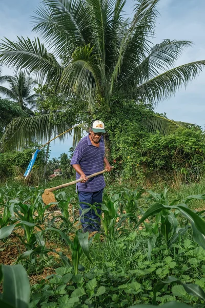 Muadzam Şah, Malezya - 30 Temmuz 2020: 64 yaşındaki sakal çiftçisi mısır tarlasında çalışıyor.