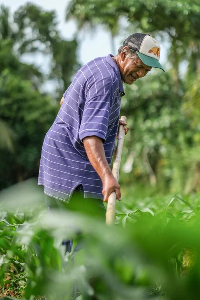 Muadzam Şah, Malezya - 30 Temmuz 2020: 64 yaşındaki sakal çiftçisi mısır tarlasında çalışıyor.