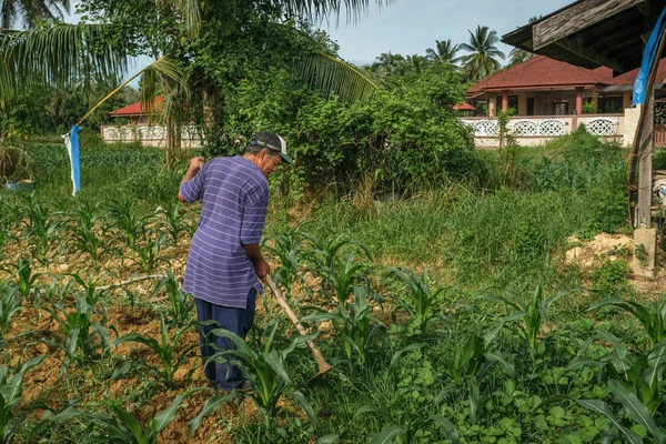 Muadzam Şah, Malezya - 30 Temmuz 2020: 64 yaşındaki sakal çiftçisi mısır tarlasında çalışıyor.