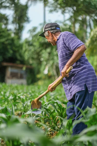 Muadzam Şah, Malezya - 30 Temmuz 2020: 64 yaşındaki sakal çiftçisi mısır tarlasında çalışıyor.