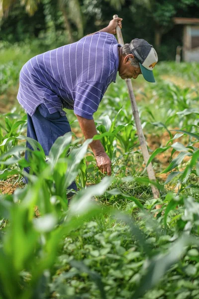 Muadzam Şah, Malezya - 30 Temmuz 2020: 64 yaşındaki sakal çiftçisi mısır tarlasında çalışıyor.