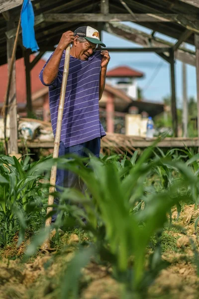 Muadzam Şah, Malezya - 30 Temmuz 2020: 64 yaşındaki sakal çiftçisi mısır tarlasında çalışıyor.