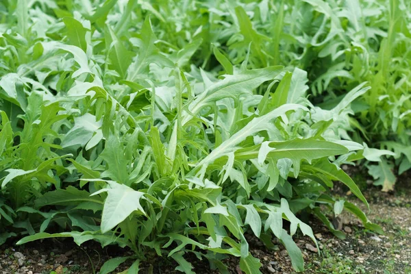 田舎では中華野菜やヤウがチョイ畑を作っている 健康野菜 農場のプランテーション 野菜の一種 農業と収穫の概念 — ストック写真