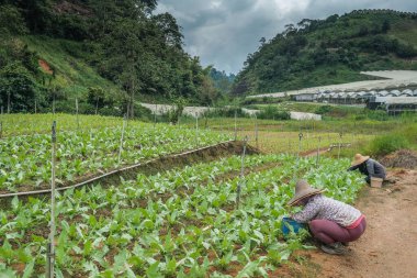 Çin sebzeleri ya da kırsal kesimdeki yau mak choy tarlası. Sağlıklı sebzeler. Çiftlikteki çiftlikte. Sebze çeşitleri. Tarım ve hasat kavramı.