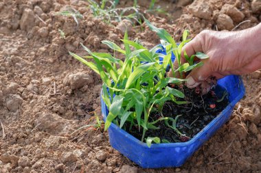 Tarlada taze mısır fidanları.