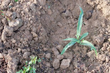 Tarlada taze mısır fidanları.