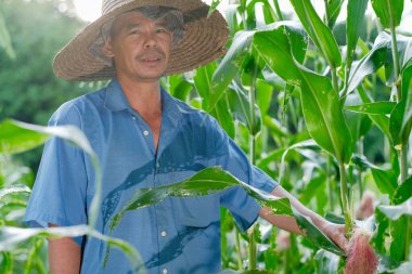 53 yaşındaki çiftçi mısır tarlasında çalışıyor..