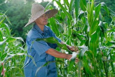 53 yaşındaki çiftçi mısır tarlasında çalışıyor..