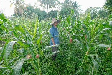 53 yaşındaki çiftçi mısır tarlasında çalışıyor..