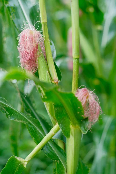畑の若いトウモロコシの苗 — ストック写真
