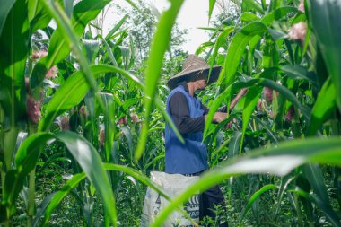 Kota Bharu, Malezya - 2 Ağustos 2020: Çiftçi ticari çiftlikte bebek mısırı hasat ediyor.