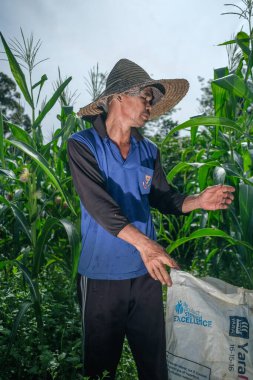 Kota Bharu, Malezya - 2 Ağustos 2020: Çiftçi ticari çiftlikte bebek mısırı hasat ediyor.