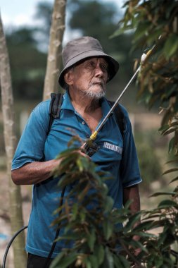 Adam böcek istilasına uğramış Musang King ya da Durian ağacını püskürtüyor. Böcekler, büyüyor..