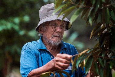 Yaşlı bir bahçıvan Durian bahçelerindeki Durian ağaçlarını inceliyor..