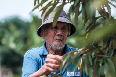Yaşlı bir bahçıvan Durian bahçelerindeki Durian ağaçlarını inceliyor..