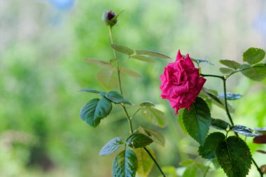 Kırmızı gül çiçek açar arka planda Bulanık kırmızı güller bir gül bahçesinde.