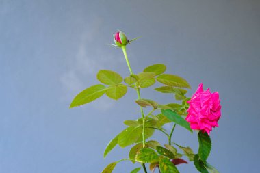 Kırmızı gül çiçek açar arka planda Bulanık kırmızı güller bir gül bahçesinde.