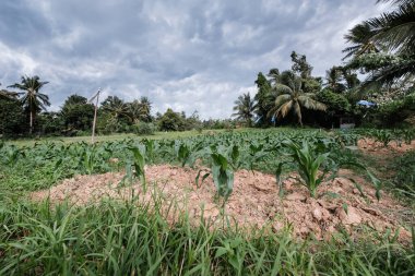 Tarlada taze mısır fidanları.