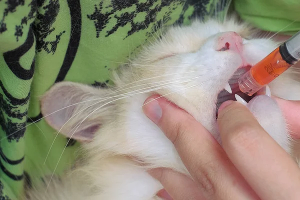 Gadis Asia Muda Merawat Kucing Yang Terluka Rumah Konsep Kepedulian — Stok Foto