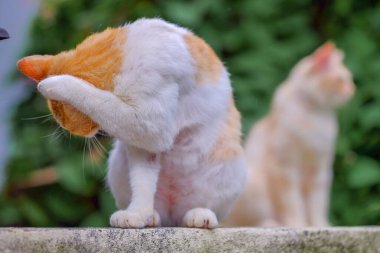 Kızıl kedi duvarda dinleniyor