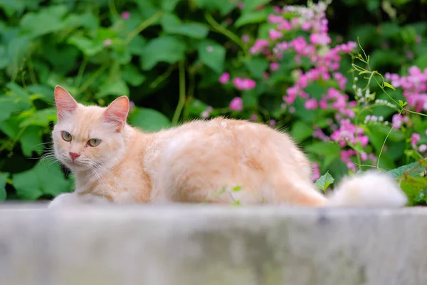 Ginger Cat Descansando Pared — Foto de Stock