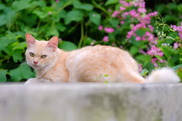 Ginger Gato Descansando Parede — Fotografia de Stock