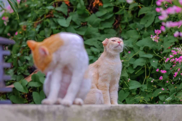 Ginger Gato Descansando Parede — Fotografia de Stock