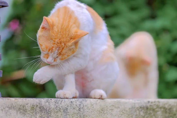 Ginger Cat Descansando Pared — Foto de Stock