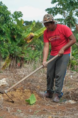 Muadzam Şah, Malezya - 3 Ekim 2020: Genç Asyalı bir adam meyve bahçesine genç bir muz ağacı dikiyor.