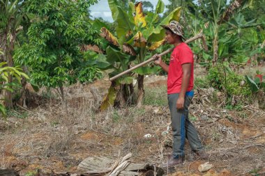 Muadzam Şah, Malezya - 3 Ekim 2020: Genç Asyalı bir adam meyve bahçesine genç bir muz ağacı dikiyor.