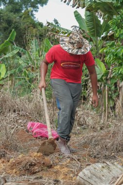 Muadzam Şah, Malezya - 3 Ekim 2020: Genç Asyalı bir adam meyve bahçesine genç bir muz ağacı dikiyor.