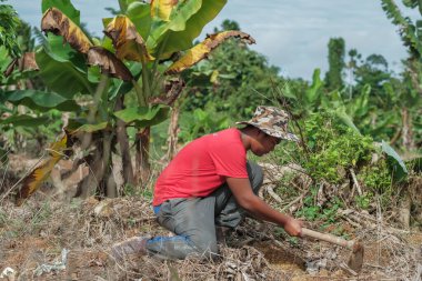 Muadzam Şah, Malezya - 3 Ekim 2020: Genç Asyalı bir adam meyve bahçesine genç bir muz ağacı dikiyor.