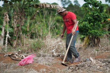 Muadzam Şah, Malezya - 3 Ekim 2020: Genç Asyalı bir adam meyve bahçesine genç bir muz ağacı dikiyor.
