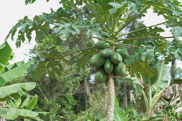 木の上で育つパパイヤの低角度ビュー — ストック写真