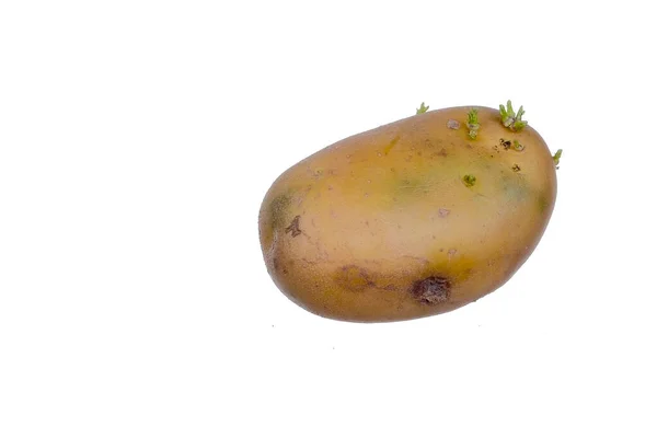 Ung Potatis Isolerad Vit Bakgrund — Stockfoto