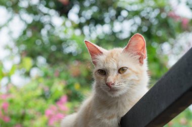 Kızıl kedi kapıda dinleniyor..