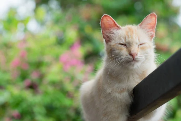 Ginger Gato Descansando Portão — Fotografia de Stock