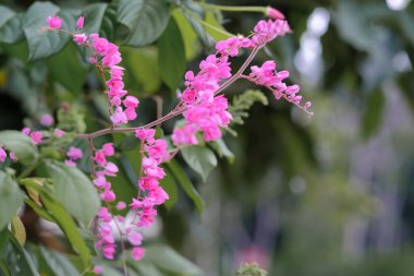 Yumuşak odak, bokeh, bulanık, seçici odak Pembe Antegonon Leptopus veya Meksikalı Creeper veya Bunga Air Mata Pengantin bir bahçede.