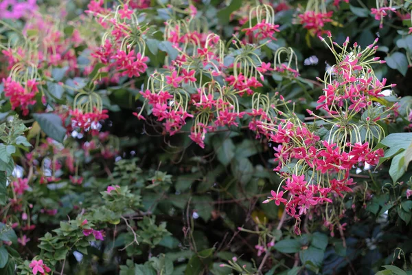 Beautiful Rangoon Creeper Also Known Akar Dani — Stock Photo, Image