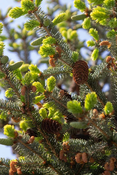 Brotes Primavera Del Árbol Navidad Detalle Una Rama Abeto Fresco Imagen De Stock