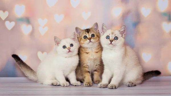 Grappige Scotish Kittens Elkaar Zitten — Stockfoto