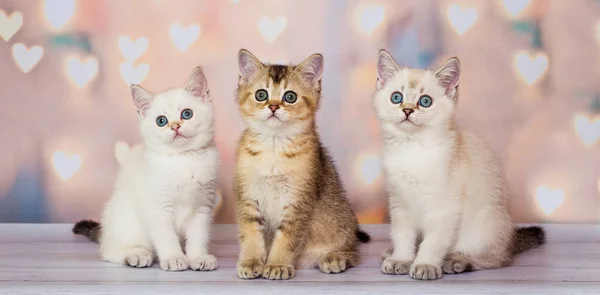 Grappige Scotish Kittens Elkaar Zitten — Stockfoto
