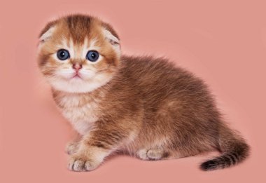 Kırmızı İskoç fold yavru kedi