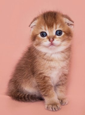 Kırmızı İskoç fold yavru kedi