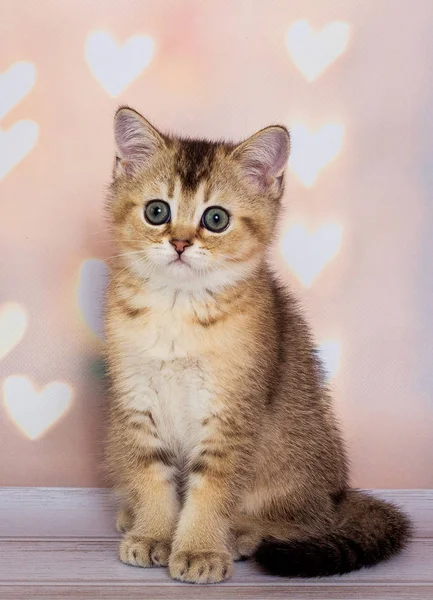子猫スコティッシュ一筋の光 — ストック写真
