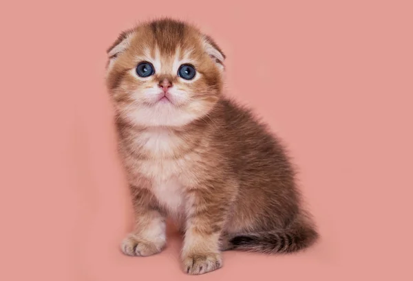 Röd Scottish Fold Kattunge — Stockfoto