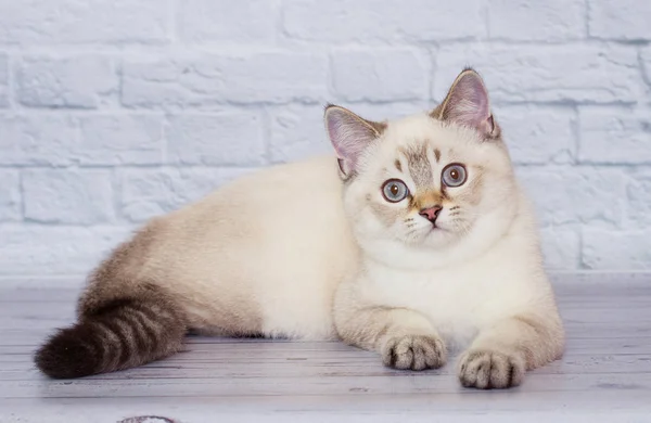 Scottish straight-faced light colored cat