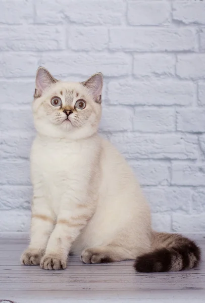 Scottish straight-faced light colored cat